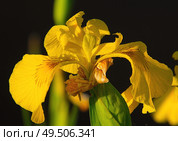 Ирис ложноаировый (Iris pseudacorus) Стоковое фото, фотограф Василий Быстрицкий / Фотобанк Лори