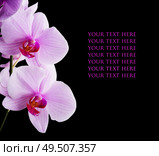 Beautiful soft Pink strips phalaenopsis Orchid Flower around black background. close up. Стоковое фото, агентство Ingram Publishing / Фотобанк Лори
