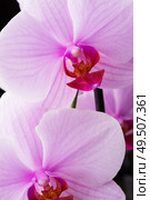 Beautiful soft Pink strips phalaenopsis Orchid Flower. close up. Стоковое фото, агентство Ingram Publishing / Фотобанк Лори