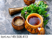 Medicinal tea from marjoram leaves.Herbal tea with oregano.. Fresh and dried oregano herb. Стоковое фото, агентство Ingram Publishing / Фотобанк Лори