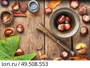 Horse chestnut oil extract in herbal medicine.. Chestnut in herbal medicine. Стоковое фото, агентство Ingram Publishing / Фотобанк Лори