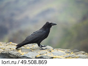 crow in the mountains. Стоковое фото, агентство Ingram Publishing / Фотобанк Лори