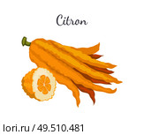 Citron exotic juicy large fragrant citrus fruit whole and cut vector isolated sign. Tropical edible food, dieting vegetarian icon full of vitamins. Citron Exotic Juicy Large Fragrant Citrus Fruit. Стоковая иллюстрация, агентство Ingram Publishing / Фотобанк Лори