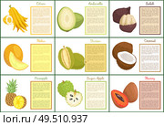 Citron and salak fruits posters with text set vector . Mamey and pineapple, sugar apple and durian. Melon coconut and ambarella exotic tropical food. Citron and Salak Fruits Set Vector Illustration. Стоковая иллюстрация, агентство Ingram Publishing / Фотобанк Лори