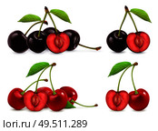 Cherries. Whole and half berries. 3d realistic vector set. Стоковая иллюстрация, агентство Ingram Publishing / Фотобанк Лори