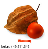 Physalis fruit with husk, 3d realistic vector icon. Стоковая иллюстрация, агентство Ingram Publishing / Фотобанк Лори
