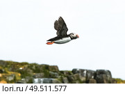 Puffin Mid-Air. Стоковое фото, агентство Ingram Publishing / Фотобанк Лори