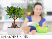 close up of a bonsai little tree. Стоковое фото, агентство Ingram Publishing / Фотобанк Лори