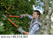 young gardener is triming hedge. Стоковое фото, агентство Ingram Publishing / Фотобанк Лори