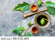 Datura in retro brass mortar with pestle.Medicinal plant datura. Datura in herbal medicine. Стоковое фото, агентство Ingram Publishing / Фотобанк Лори