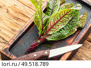 Bunch of fresh sorrel on wooden table.Sorrel bloody mary. Sorrel bloody mary. Стоковое фото, агентство Ingram Publishing / Фотобанк Лори
