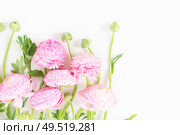 Fresh pink ranunculus flowers on white background. Flat lay, top view scene.. Ranunculus flat lay composition. Стоковое фото, агентство Ingram Publishing / Фотобанк Лори