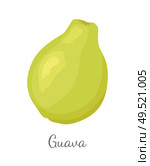 Guava or pineapple guavas exotic juicy fruit vector isolated. Tropical edible food, dieting vegetarian icon full of vitamins with eatable flesh with text. Guava Pineapple Guavas Exotic Juicy Fruit Vector. Стоковая иллюстрация, агентство Ingram Publishing / Фотобанк Лори