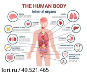 Human body internal organs and parts info poster vector. Heart and brain, liver and kidneys. Thymus gland and reproductive system of male and female. Human Body Internal Organs and Parts Info Poster. Стоковая иллюстрация, агентство Ingram Publishing / Фотобанк Лори
