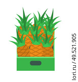 Shelf with pineapples in supermarket grocery store, vector retail market isolated icon. Tray with tropical fruits, fresh ananas in container or package. Shelf with Pineapples in Supermarket Grocery Store. Стоковая иллюстрация, агентство Ingram Publishing / Фотобанк Лори
