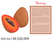 Mamey exotic juicy fruit whole and cut vector poster frame and text. Edible food, mammea americana, mammee apple, mamey, tropical apricot organic plant. Mamey Exotic Juicy Fruit Vector Poster Frame Text. Стоковая иллюстрация, агентство Ingram Publishing / Фотобанк Лори