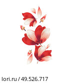 Beautiful red flowers and petals composing, isolated on white background. Creative floral layout. Flying flowers. Red Amaryllis flowers. Pattern . Стоковое фото, агентство Ingram Publishing / Фотобанк Лори