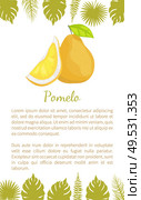 Pomelo exotic fruit vector poster text sample and palm leaves. Tropical food, similar to grapefruit or pear, dieting vegetarian citrus pumeelo. Pomelo Exotic Fruit Vector Poster Text Sample. Стоковая иллюстрация, агентство Ingram Publishing / Фотобанк Лори