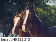 portrait of Marwari mare with her foal. Gujarat, India. Стоковое фото, агентство Ingram Publishing / Фотобанк Лори