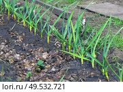 Fresh green garlic sprouts growing in a garden bed. Стоковое фото, фотограф Александр Прошкин / Фотобанк Лори