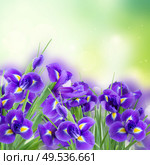fresh blue irises flowers on green bokeh background. fresh blue irise flowers. Стоковое фото, агентство Ingram Publishing / Фотобанк Лори