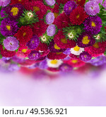 border  of fresh aster flowers on violet  bokeh  background. Стоковое фото, агентство Ingram Publishing / Фотобанк Лори