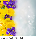 border of spring yellow daffodil and blue iris flowers on blue bokeh background with copy space. yellow daffodil and blue iris flowers. Стоковое фото, агентство Ingram Publishing / Фотобанк Лори