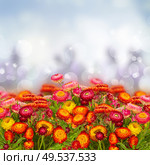 fresh Everlasting flowers garde on blue bokeh background. Everlasting flowers. Стоковое фото, агентство Ingram Publishing / Фотобанк Лори