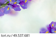 irises flower frame on blue bokeh background. iris flowers background. Стоковое фото, агентство Ingram Publishing / Фотобанк Лори