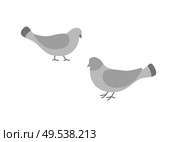 Pigeon birds, animals eating and walking on ground vector. Flock of doves with feathers wings , grey plume, plumage of small bullfinches in motion. Pigeon Birds, Animals Eating and Walking on Ground. Стоковая иллюстрация, агентство Ingram Publishing / Фотобанк Лори