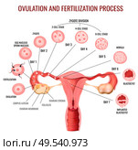 Female reproductive system ovulation and fertilization process stages on white background realistic vector illustration. Стоковая иллюстрация, агентство Ingram Publishing / Фотобанк Лори