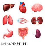 Realistic human internal organs anatomy icon set with lungs heart liver kidneys brain eyes spleen intestines vector illustration. Стоковая иллюстрация, агентство Ingram Publishing / Фотобанк Лори