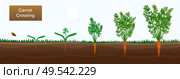 Vegetables growth stages educative horizontal banner with carrot growing  from seeds sowing germinating to harvesting vector illustration. Стоковая иллюстрация, агентство Ingram Publishing / Фотобанк Лори