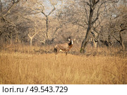 Blesbuck standing on the dry savannah with barenaked trees in the background. Стоковое фото, агентство Ingram Publishing / Фотобанк Лори
