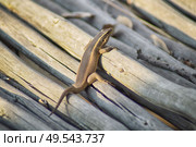 Small lizard climbing a pile of branches uder the hot sun in South Africa. Стоковое фото, агентство Ingram Publishing / Фотобанк Лори