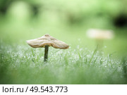 Mushroom on a green lawn in the fall with dew in the grass on an early morning. Стоковое фото, агентство Ingram Publishing / Фотобанк Лори