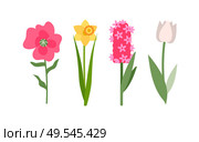 Flowers isolated icons set vector, yellow daffodil, white tulip and pink hyacinth. Flower with foliage, decoration and greeting with holiday, botanical. Tulip and Daffodil Flowers Set, Pink Hyacinth. Стоковая иллюстрация, агентство Ingram Publishing / Фотобанк Лори