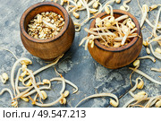 Set dry green bean and sprouts moong or mung. Sprout whole mung dal. Стоковое фото, агентство Ingram Publishing / Фотобанк Лори