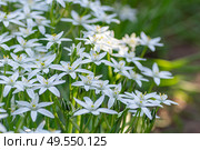 Clusters of delicate white ornithogalum flowers bloom together. Стоковое фото, фотограф Elena Grishina / Фотобанк Лори