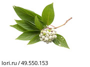A branch of svidina, a white telicrania, Cornus alba with white berries, summer appearance, isolated on white. Стоковое фото, фотограф Татьяна Васильева / Фотобанк Лори