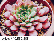 Image of a beautiful graptoveria bashful. Стоковое фото, агентство Ingram Publishing / Фотобанк Лори