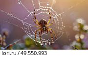 A beautiful spider and a web decorated with dew drops that shimmer in the sun, creating a glow effect. The background of the image is blurred, in a warm golden pink color scheme. Стоковое AI-изображение, AI-художник Photojuli / Фотобанк Лори