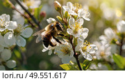 A bee collecting nectar on a blooming apple tree in close-up. Macro photography. Natural food. The disappearance of bees. Стоковое AI-изображение, AI-художник Photojuli / Фотобанк Лори