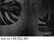 Summer flat lay scenery with minamalist black tropical leaves on wooden background with copy space. Summer flat lay scenery. Стоковое фото, агентство Ingram Publishing / Фотобанк Лори