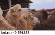 Group of bactrian camels gathered in wooden enclosure. Стоковое видео, видеограф Дмитрий Наумов / Фотобанк Лори