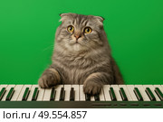 Funny lop-eared cat plays the synthesizer on the green screen background. Cute fluffy pet touches the piano keys with its paws. Concept of meme, music, chromakey content and creative design. Banner. Стоковое AI-изображение, AI-художник Евгений Демидюк / Фотобанк Лори