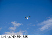 Черноголовая чайка (Ichthyaetus melanocephalus) летит на фоне голубого неба и облаков. Стоковое фото, фотограф Александр Ермулин / Фотобанк Лори