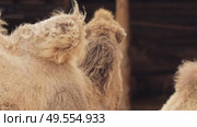 Young bactrian camel standing among adult camels in farm enclosure. Стоковое видео, видеограф Дмитрий Наумов / Фотобанк Лори