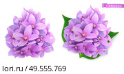 Syringa flowers, lilac. 3d realistic vector icon. Стоковая иллюстрация, агентство Ingram Publishing / Фотобанк Лори