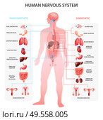 Human nervous system sympathetic parasympathetic info charts with organs depiction and anatomical terminology educational realistic vector illustration. Стоковая иллюстрация, агентство Ingram Publishing / Фотобанк Лори